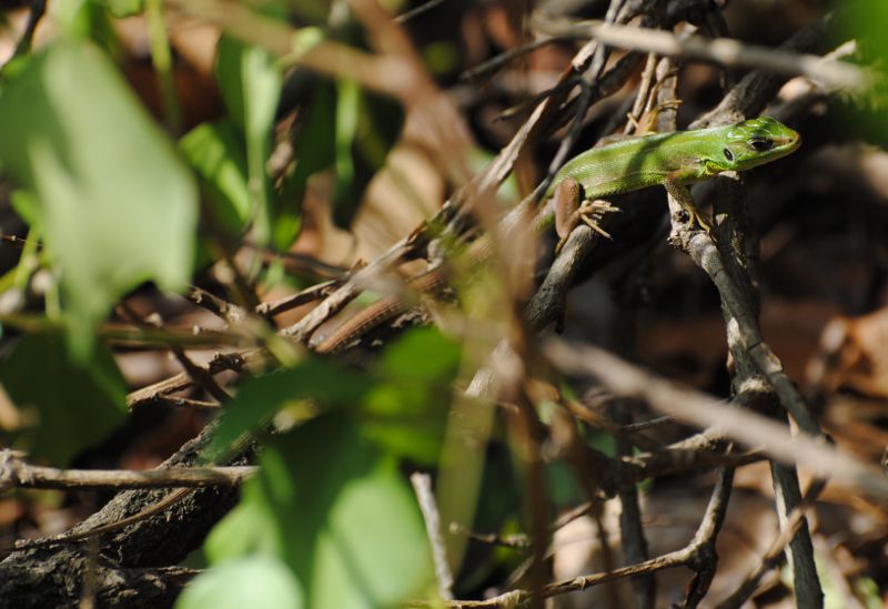 Chi ? (Lacerta bilineata)